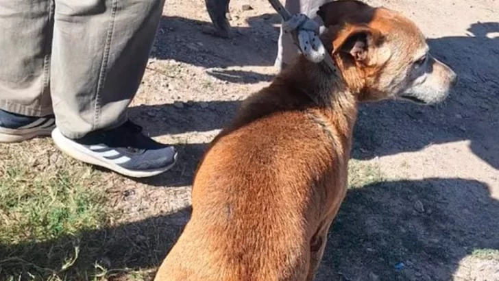 Rescataron a Roque, un perro que cayó al arroyo Saladillo y fue devuelto a su dueño