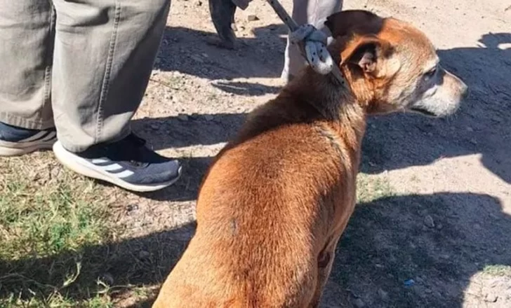 Rescataron a Roque, un perro que cayó al arroyo Saladillo y fue devuelto a su dueño