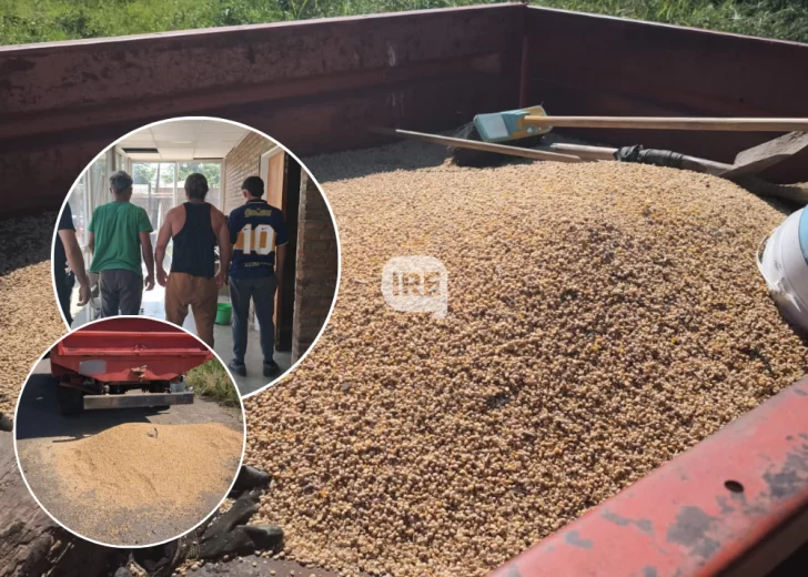 Recolectaban cereal en la Ruta 11 y fueron aprehendidos en Puerto San Martín Recolectaban cereal en la Ruta 11 y fueron aprehendidos en Puerto San Martín