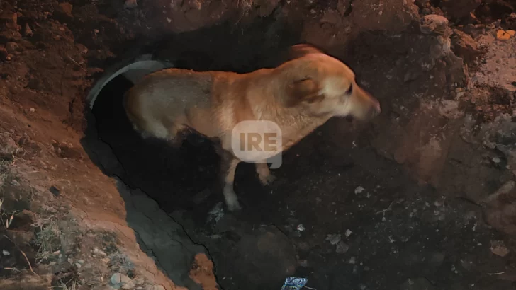 Sigue la búsqueda de “Chiquito”, el perro que fue rescatado de una alcantarilla en Gaboto