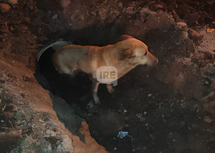 Sigue la búsqueda de “Chiquito”, el perro que fue rescatado de una alcantarilla en Gaboto Sigue la búsqueda de “Chiquito”, el perro que fue rescatado de una alcantarilla en Gaboto