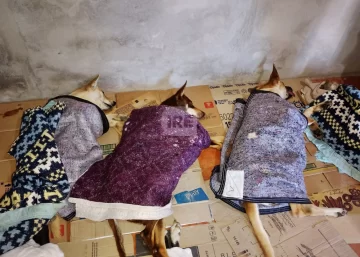Maciel tuvo una nueva jornada de castraciones: 41 mascotas fueron esterilizadas