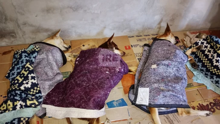 Maciel tuvo una nueva jornada de castraciones: 41 mascotas fueron esterilizadas