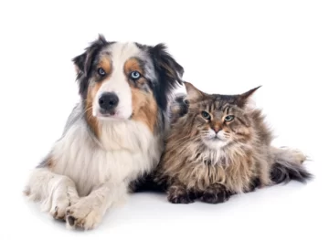 Cuidar es querer: Barrancas lanzó una nueva campaña de esterilización para perros y gatos