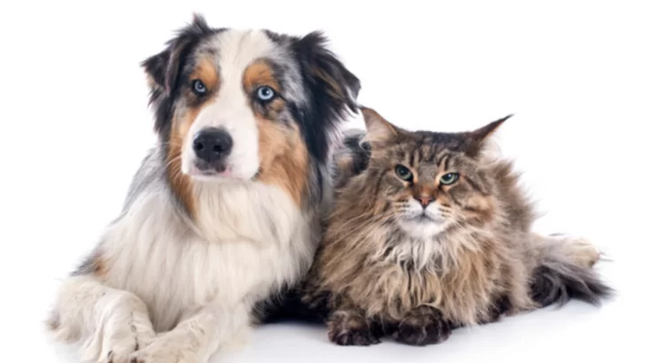 Cuidar es querer: Barrancas lanzó una nueva campaña de esterilización para perros y gatos