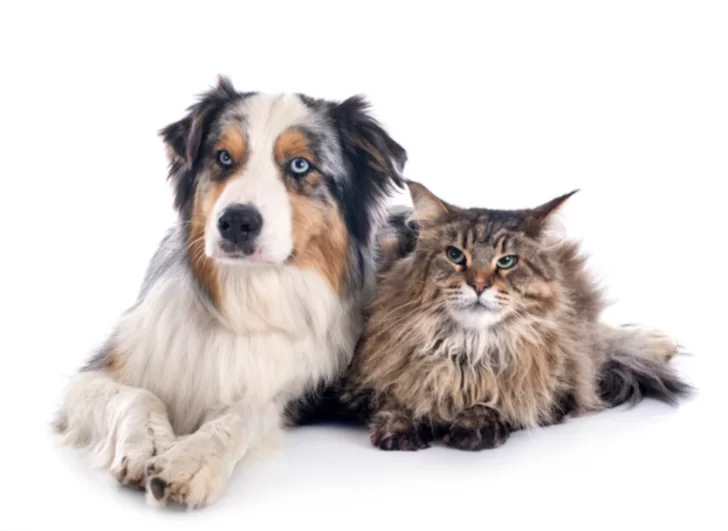 Cuidar es querer: Barrancas lanzó una nueva campaña de esterilización para perros y gatos