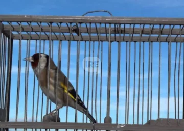 Procesan a dos hombres de la región por vender aves silvestres en redes sociales Procesan a dos hombres de la región por vender aves silvestres en redes sociales