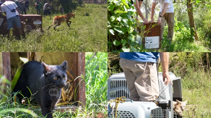 Provincia ya liberó 460 animales silvestres en sus hábitats naturales