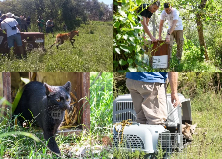Provincia ya liberó 460 animales silvestres en sus hábitats naturales Provincia ya liberó 460 animales silvestres en sus hábitats naturales