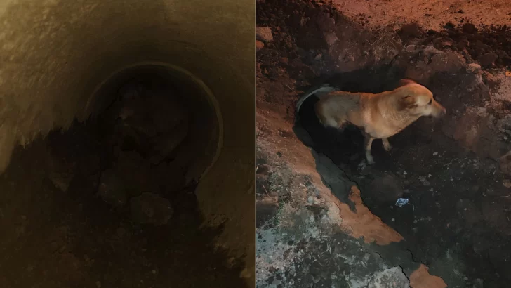 Rescate exitoso: Un perrito se cayó y quedó atrapado en un tubo de desagüe en Gaboto