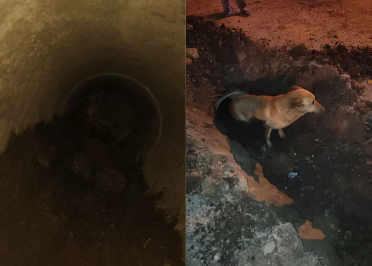 Rescate exitoso: Un perrito se cayó y quedó atrapado en un tubo de desagüe en Gaboto