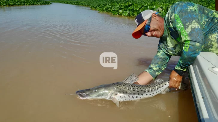 El Gobierno de la Provincia prohíbe la pesca de surubí para cuidar la especie