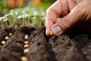 Timbúes recibirá al INTA para una jornada de capacitación y entrega de semillas