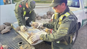 Rescatan más de 100 tortugas y diez aves escondidas en un camión en Totoras
