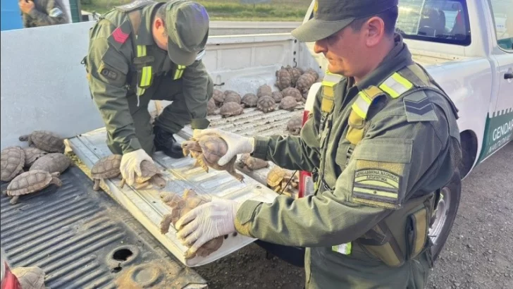 Rescatan más de 100 tortugas y diez aves escondidas en un camión en Totoras