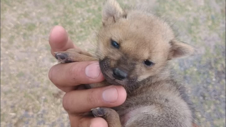 Rescataron a un zorrito bebé en Funes y lograron reunirlo con su madre Rescataron a un zorrito bebé en Funes y lograron reunirlo con su madre
