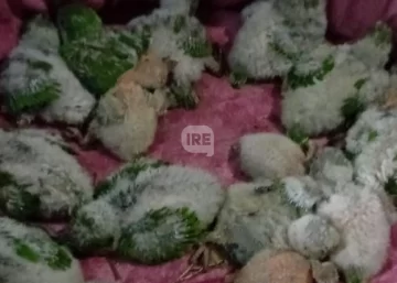 Teñían cotorras con agua oxigenada y las vendían como exóticas: Dos detenidos en Funes