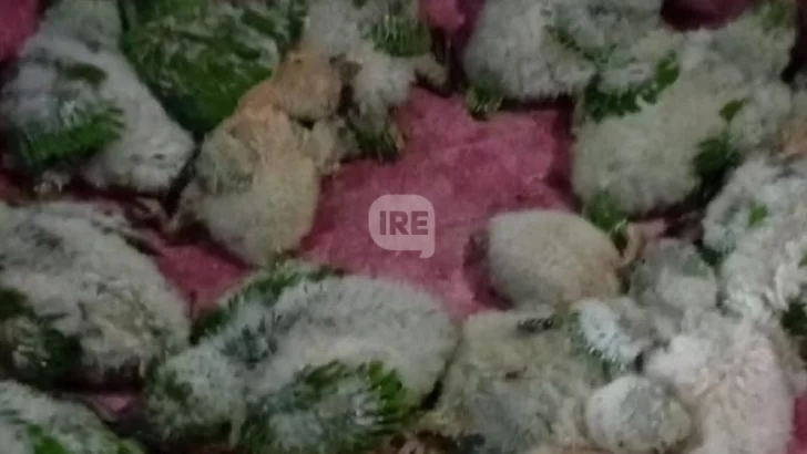 Teñían cotorras con agua oxigenada y las vendían como exóticas: Dos detenidos en Funes