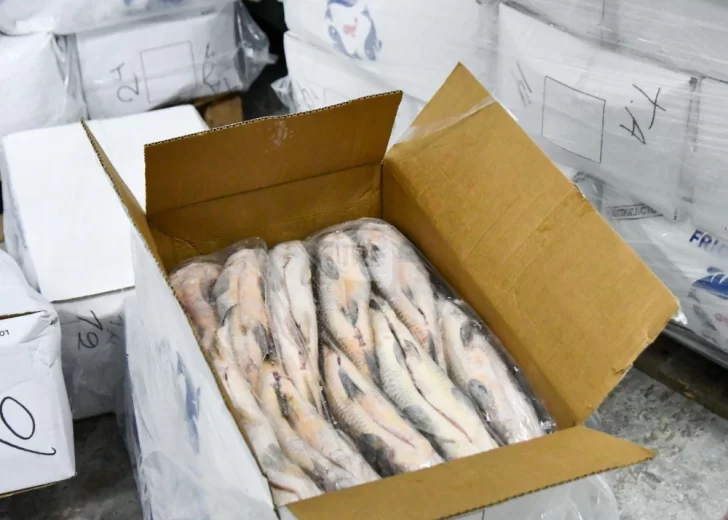 Exportacion-de-peces-728x520 Exportacion-de-peces-728x520