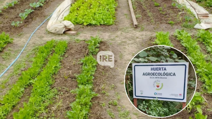 Oliveros cultiva comunidad: Invitan a participar de la huerta agroecológica