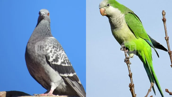Santa Fe evalúa declarar plaga a la paloma y la cotorra ante su rápida expansión