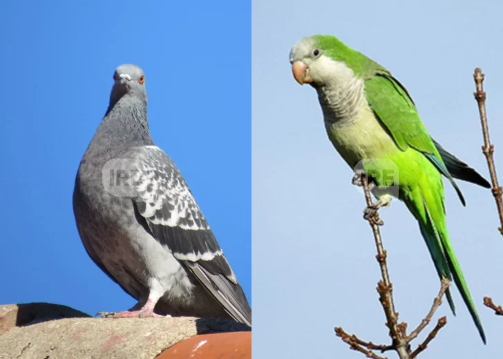 Santa Fe evalúa declarar plaga a la paloma y la cotorra ante su rápida expansión Santa Fe evalúa declarar plaga a la paloma y la cotorra ante su rápida expansión