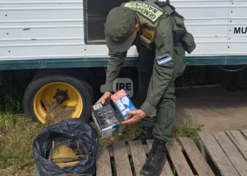 Operativo en Totoras: Rescataron y liberaron aves protegidas que viajaban ocultas en un colectivo