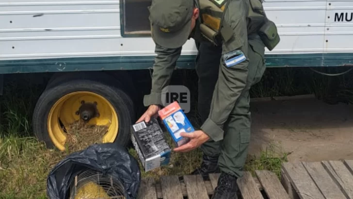 Operativo en Totoras: Rescataron y liberaron aves protegidas que viajaban ocultas en un colectivo
