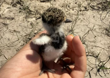 Otro intento de ataque a teros en Barrancas y crece el pedido de medidas de protección