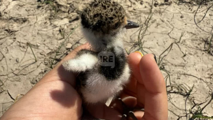Otro intento de ataque a teros en Barrancas y crece el pedido de medidas de protección