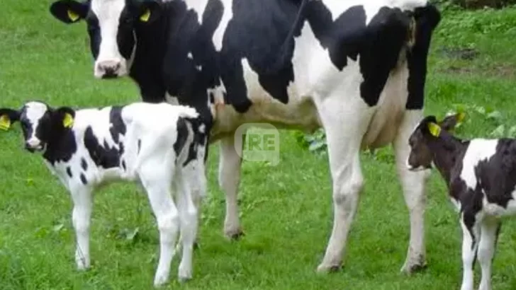 Capacitación ganadera: Llega una nueva edición del curso de inseminación artificial en Totoras