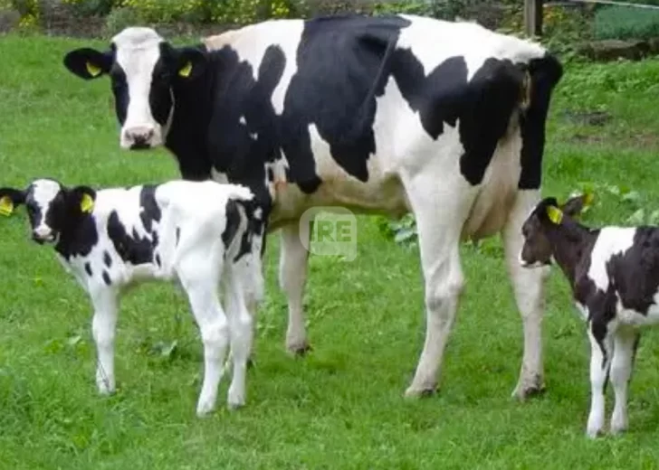 Capacitación ganadera: Llega una nueva edición del curso de inseminación artificial en Totoras Capacitación ganadera: Llega una nueva edición del curso de inseminación artificial en Totoras