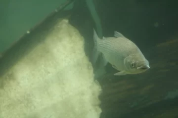 Por qué es importante limitar la exportación de peces del río Paraná