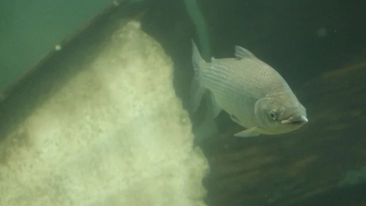 Por qué es importante limitar la exportación de peces del río Paraná
