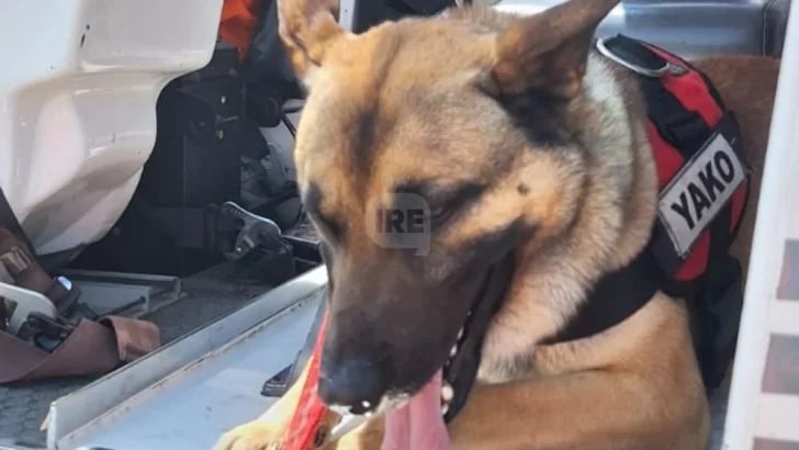 El primer vuelo de Yako: El perro de la Brigada K9 de Funes ahora también está listo para rescatar desde el aire