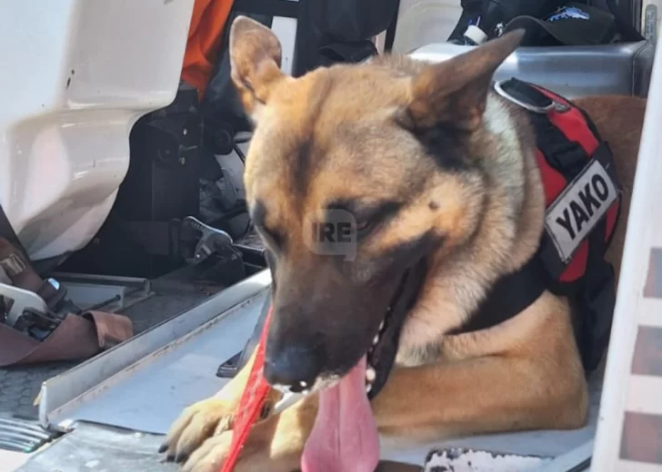El primer vuelo de Yako: El perro de la Brigada K9 de Funes ahora también está listo para rescatar desde el aire El primer vuelo de Yako: El perro de la Brigada K9 de Funes ahora también está listo para rescatar desde el aire