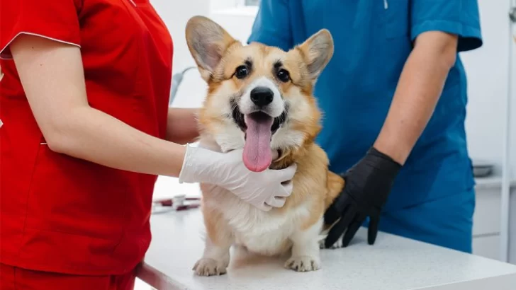 Cuidar y proteger: Jornada gratuita de esterilización para perros y gatos en Barrancas
