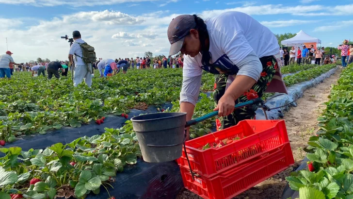 La Fiesta Nacional de la Frutilla celebró su esencia con el tradicional concurso de juntadores