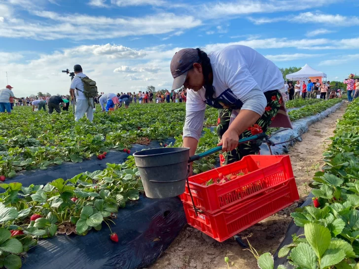 La Fiesta Nacional de la Frutilla celebró su esencia con el tradicional concurso de juntadores