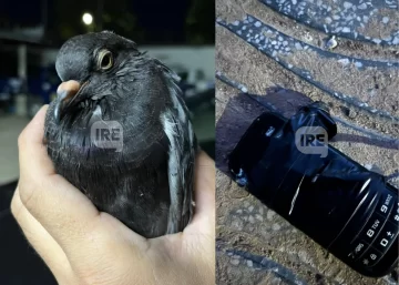 Otra vez en Coronda: Apareció una paloma con un celular atado a sus patas