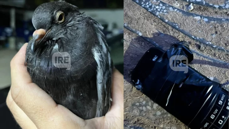 Otra vez en Coronda: Apareció una paloma con un celular atado a sus patas