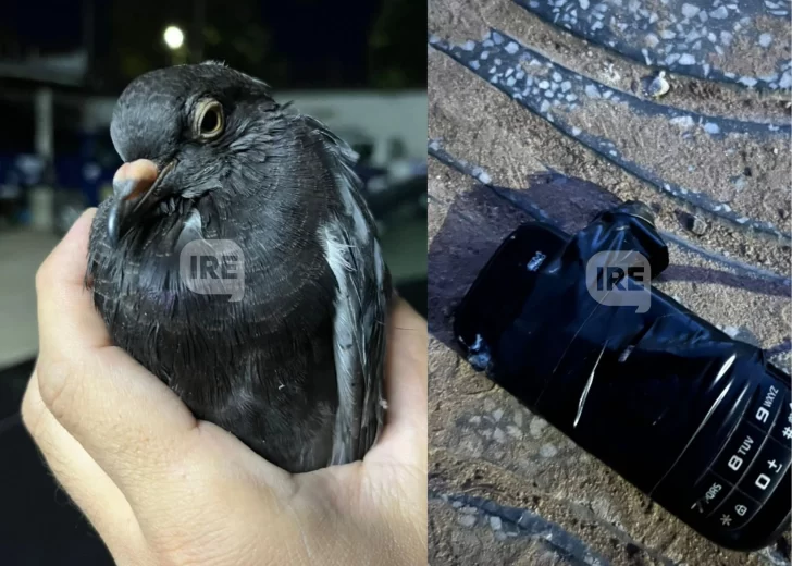 Otra vez en Coronda: Apareció una paloma con un celular atado a sus patas Otra vez en Coronda: Apareció una paloma con un celular atado a sus patas