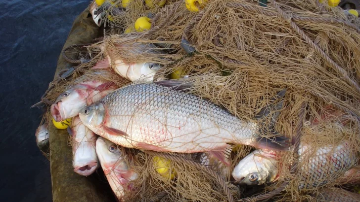 Santa Fe suspende por un año la exportación de pescado por la crisis del Paraná