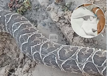 Un niño fue mordido por una yarará en Puerto Aragón y se recupera favorablemente