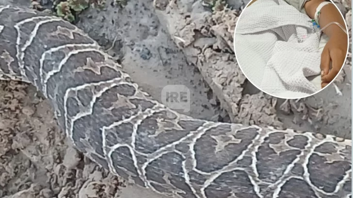 Un niño fue mordido por una yarará en Puerto Aragón y se recupera favorablemente