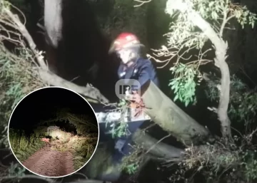 Rápida respuesta nocturna de los Bomberos de Barrancas ante un árbol caído que cortó un camino Rápida respuesta nocturna de los Bomberos de Barrancas ante un árbol caído que cortó un camino