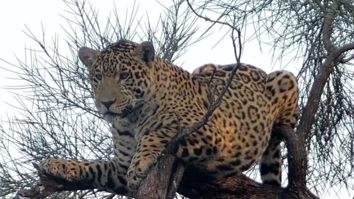 Buscan a Acaí: Ofrecen $250 millones por datos sobre la yaguareté desaparecida en Chaco