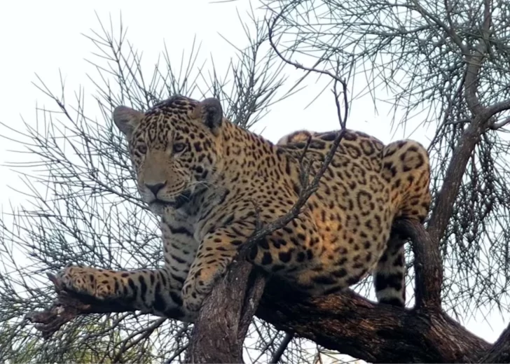 Buscan a Acaí: Ofrecen $250 millones por datos sobre la yaguareté desaparecida en Chaco