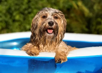 Calor extremo en la región: El año se despide con temperaturas agobiantes Calor extremo en la región: El año se despide con temperaturas agobiantes