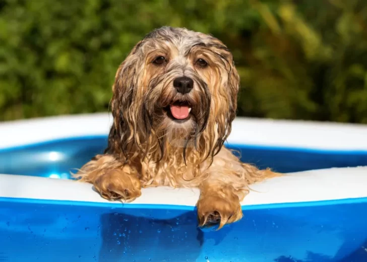 Calor extremo en la región: El año se despide con temperaturas agobiantes Calor extremo en la región: El año se despide con temperaturas agobiantes